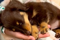 お店の裏でお昼寝していた『子犬』を飼った結果→おとなしいかなと思ったら…『まさかのギャップ』が32万再生「可愛い怪獣」「猫かぶってたｗ」