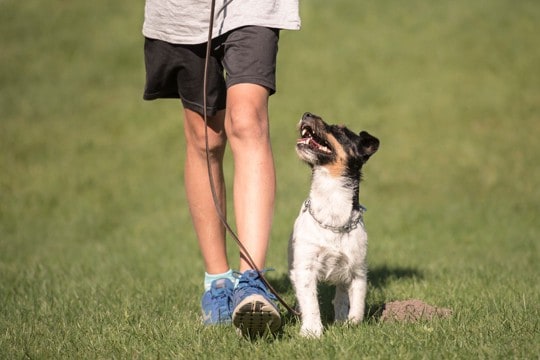 犬が思う『いい飼い主』の共通点5つ　どんな人が信用されやすいの？絆を深めるコツまで