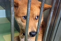 飼い主に捨てられ、殺処分を待つ『怯えた顔の犬』…保護後に見せた『本当の表情』に涙が出ると81万再生「こんな変わるのか」「頭が上がらない」