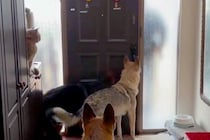 パパの車の音が聞こえると、３匹の大型犬がソワソワし始めて…『おかえりなさいの光景』が幸せすぎると反響「ずっと見ていられる」「嬉しいよね」