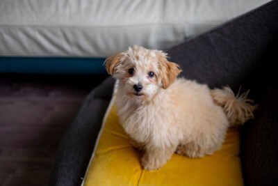 黄色クッション、垂れ耳子犬