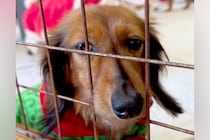 譲渡会で『悲しげな顔』で震える保護犬→勇気を振り絞って近寄ってきてくれて…お迎えして数日後の『現在』に感動「本当よかった」「幸せに」