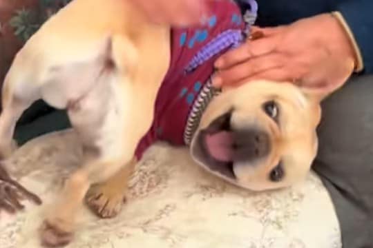 近所のおばあちゃんから『家寄っていきな』と誘われたので、犬を連れてお邪魔した結果…予想外の図々しい光景に爆笑「馴染んでて草」「初めて?」