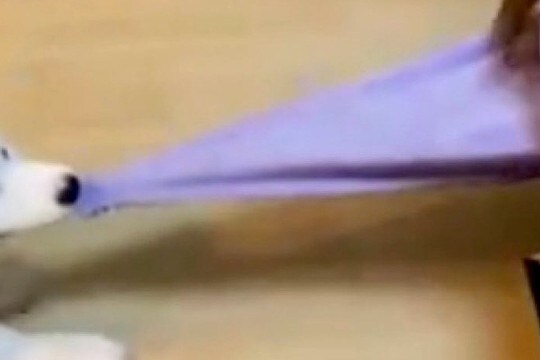 『犬を飼うと、洋服代が…』遊んで!と飼い主を誘う大型犬→思った以上に『豪快な光景』が42万表示「ダメージ凄すぎて草」「世界に一枚だけw」