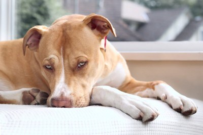 ソファーで横たわるうつむき加減の犬
