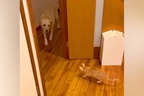保護した子猫と仲良くなりたい大型犬→近くに行きたいけど…あまりにも『健気な光景』が尊いと31万再生「優しい子」「すぐに仲良くなれそう」