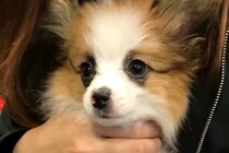 セールと書かれ『破格で売れ残っていた犬』を飼った結果…かけがえのない『8年間の記録』に思わず感動「大切な家族」「素敵…幸せだね」