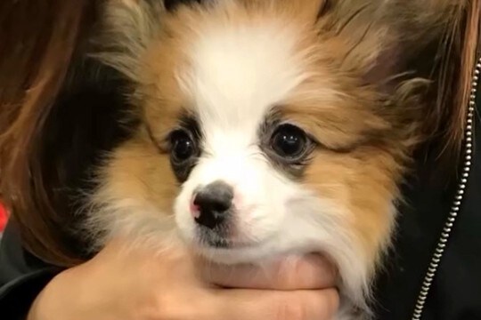 セールと書かれ『破格で売れ残っていた犬』を飼った結果…かけがえのない『8年間の記録』に思わず感動「大切な家族」「素敵…幸せだね」