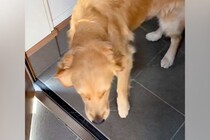 大型犬に『9日ぶりのお留守番』をしてもらった結果→ドアを開けた瞬間の『幸せすぎる表情』が愛おしいと11万再生「いい顔」「幸せに満ちてる」