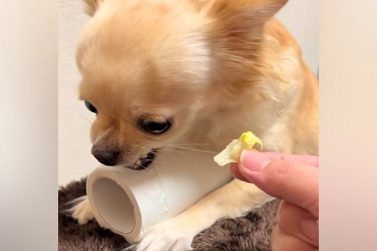トイレットペーパーを『全力で守る』チワワ→『レタスと交換しよう』と差し出した結果…態度の急変が36万再生「可愛すぎるｗ」「あるあるｗ」