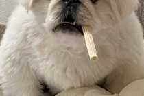 いつもと違うサイズの犬用オヤツを買った結果→困惑してしまい…まさかの『ハードボイルドすぎる姿』に4万いいね「葉巻で草」「マフィアのボス」