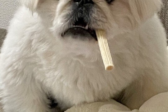 いつもと違うサイズの犬用オヤツを買った結果→困惑してしまい…まさかの『ハードボイルドすぎる姿』に4万いいね「葉巻で草」「マフィアのボス」