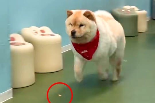 クッキーを貰ってはしゃぐ大型犬→うっかり落としてしまい…情報量が多い『まさかの展開』が17万再生「テンポよくて草」「スピード感えぐいw」