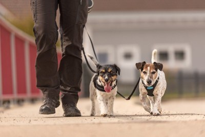2匹の犬との散歩