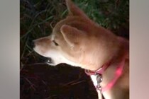 『遠吠え下手くそ選手権一位』夕方にチャイムを聞いた犬→予想と違いすぎる『鳴き声』が60万再生「笑い止まらんｗｗｗ」「もはや襲われてて草」