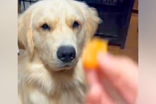 『みかんが嫌いな大型犬』にみかんを投げてみた結果→口の中に入れて…まさかの『吐き出し方』が29万再生「顔がｗｗ」「ずっと見てるの草」