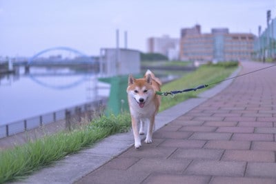 川沿い散歩、柴犬