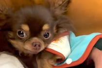 『不安でブルブル震える保護犬』をお迎え→３ヶ月、愛情を注ぎ続けた結果…あまりにも愛おしい『変化』に反響「巡り合えてよかった」「幸せだね」