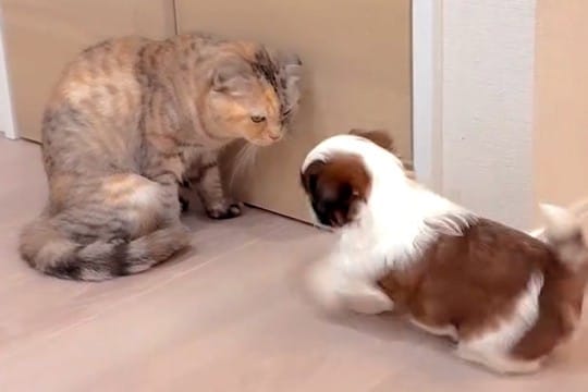 猫に『大好き！』を伝える子犬→迷惑がるかなと思いきや…『悶絶級の光景』が18万再生「可愛いを通り越して泣ける…」「面倒みてて優しい」