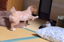 上機嫌で猫を遊びに誘う犬→『猫パンチ』を一撃お見舞いされ…完全にふてくされる光景が22万再生「可哀想だけど可愛いｗｗ」「犬と猫って感じ」