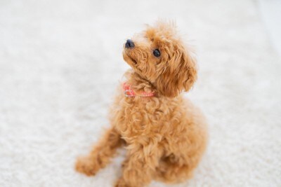 おすわりしている犬