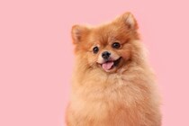 犬が『尊敬している人』にしかみせないサイン5選　リスペクトされるためのポイントまで