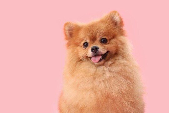 犬が『尊敬している人』にしかみせないサイン5選　リスペクトされるためのポイントまで