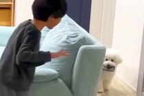 男の子のスマホを奪って逃走する犬→取り返そうとしたら…『まさかの攻防戦』を繰り広げる光景が71万再生「楽しそう」「逃げ方が賢いｗ」と絶賛