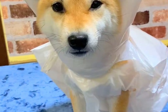 犬のカッパが乾いていないので『ビニール袋』を着せた結果…似合いすぎている『まさかの光景』が98万再生「給食のおばちゃんで草」「たまらん」