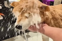 シャンプーが大嫌いで隠れる犬→お風呂場に『強制連行』した結果…『全て受け入れる光景』に20万再生の反響「表情可愛すぎｗ」「頑張ったね」