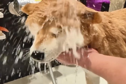 シャンプーが大嫌いで隠れる犬→お風呂場に『強制連行』した結果…『全て受け入れる光景』に20万再生の反響「表情可愛すぎｗ」「頑張ったね」