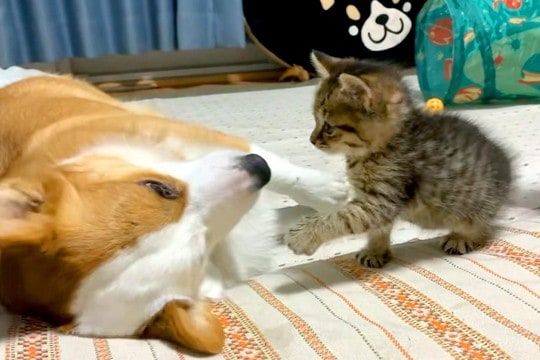 家にやってきた子猫→先輩犬のことを大好きになり…あまりにも尊い『やり取り』に5万再生の反響「絶妙な力加減」「優しいお兄ちゃんだなあ…」