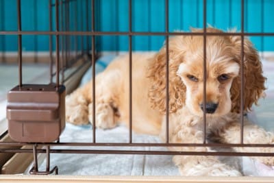 ケージ内のトイレシートの上で寝るアメリカンコッカー