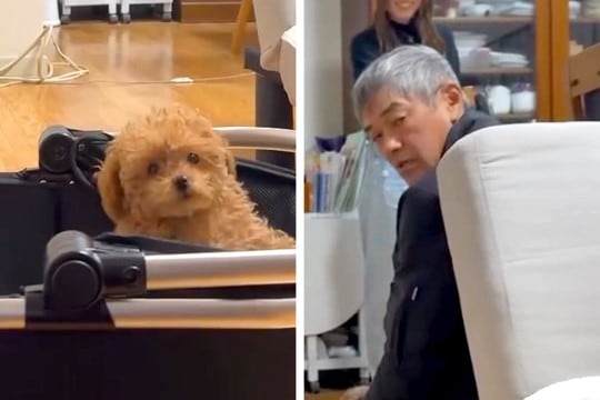 父に内緒で『極小の赤ちゃん犬』を飼った結果→帰宅しても気付かずに…発見した瞬間の『まさかの反応』が66万再生「お父さん可愛いw」「最高」