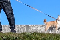 青空の下、散歩している犬→立ち止まったかと思ったら…清々しさを感じる『帰宅拒否』が35万表示「センス高い拒否柴ｗ」「凛としてて草」と爆笑
