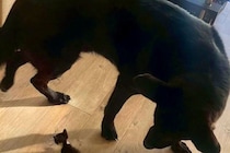 子猫を『大型犬がいる家』に迎えた結果→種族を超えて仲良くなり…想像以上の『サイズ差』が尊いと24万再生「ジブリ映画？」「対比愛おしい」