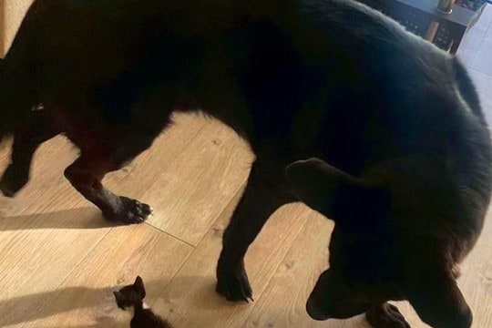 子猫を『大型犬がいる家』に迎えた結果→種族を超えて仲良くなり…想像以上の『サイズ差』が尊いと24万再生「ジブリ映画？」「対比愛おしい」