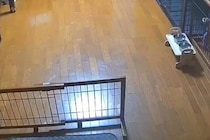 犬の反応『妹が遊びに来た時』と『母に呼ばれた時』を比較した結果→思った以上に『差が激しい光景』がおもしろ可愛いと10万表示の反響