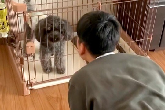 学校の友達と愛犬を会わせた結果→『謎のダンス』を踊り始め…まさかの『シンクロ』が286万再生「無理ｗｗ可愛いｗｗ」「前世から仲良し説」