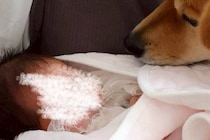 赤ちゃんと初めて暮らす元野犬→『絶対怖がるな』と思っていたら…予想外だった『驚きの変化』が10万表示「泣けてくる」「優しい世界」と称賛