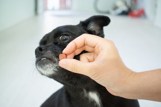 犬がスキンシップを嫌がっているときにみせる行動5選　「近寄らないで」と言っているサインとは？