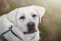 犬を抱きしめるのはNG！飼い主にやめてほしい５つのこと