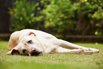 芝生の上で疲れた様子の犬