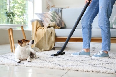 掃除する飼い主を見上げる犬