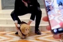 『リングドッグ』に挑戦したおじいちゃん犬→出番がやってきた結果…とんでもなく愛おしい光景が話題「頑張ったね」「いてくれるだけで癒し」