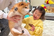 『たかいたかい』をしてもらう1歳の女の子→犬が『羨ましいな』と見つめて…尊すぎるやり取りが28万再生「可愛いが渋滞」「順番待ち偉い」