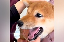 動物病院の注射が大嫌いな犬→一生懸命に頑張って…思わず応援したくなる光景が31万再生「私まで泣きそう」「この世の終わりｗ」エールの声も