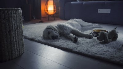夜に部屋で寝落ちする犬