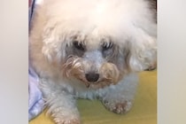 人を怖がり触れることもできなかった繁殖引退犬→4年間愛情を注ぎ続けたら…涙が止まらない『現在の姿』に感動「素敵」「本当に幸せそう」