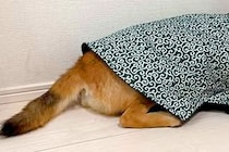 犬を叱った結果、ふてくされてしまい…まるで人間の子どものような『哀愁漂う光景』が48万再生「全身で訴えてて草」「あらら…可愛すぎるｗ」